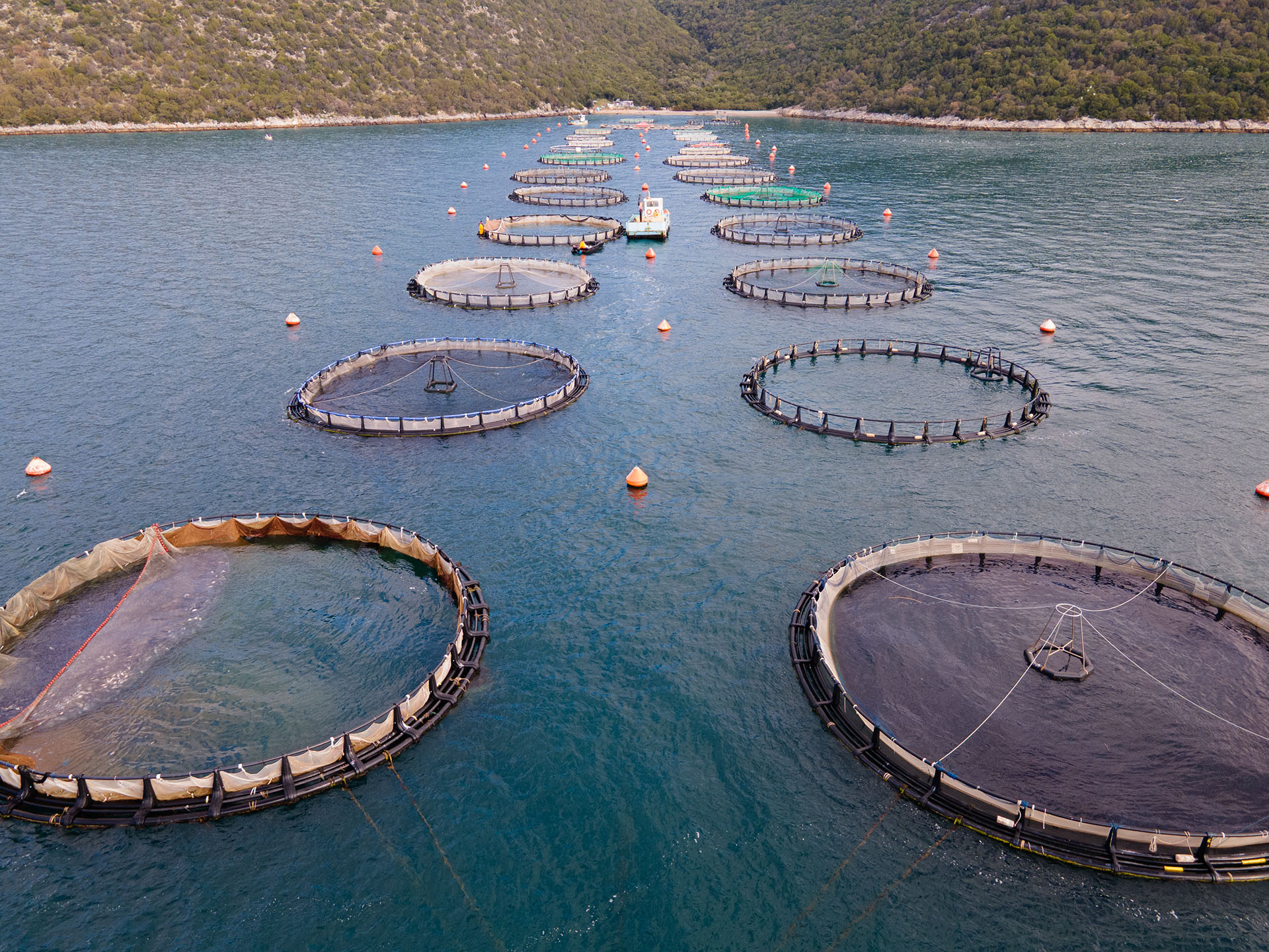 Fish farm operations